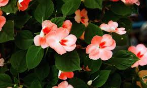Alegría Guineana - Impatiens hawkeri - Cuidados plantas - Jardineria -  Hogarmania