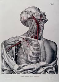 This diagram depicts arteries of the neck and head.human anatomy diagrams show internal organs, cells, systems, conditions, symptoms and sickness information and/or tips for healthy living. Head Neck Shoulder And Chest Of A Dissected Male Ecorche With Arteries And Blood Vessels Indicated In Red Coloured Lithograph By J Roux 1822 Wellcome Collection