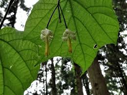 Image result for Riocreuxia chrysochroma