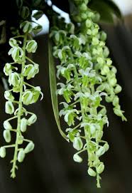 Image result for Diaphananthe