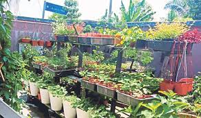 Sukses tanam cabai di atap rumah bisa panen berlimpah tiap bulan. Lepaskan Geram Bercucuk Tanam