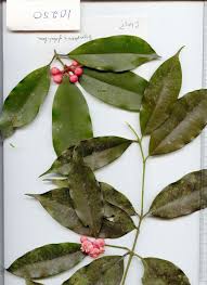 Image result for Symphonia globulifera