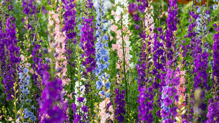 Growing Larkspur Flowers - Information On When To Plant Larkspurs | Gardening Know How