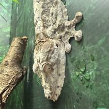 Image result for Urochloa platynota