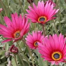 Image result for Arctotis