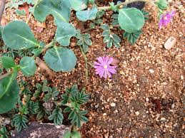 Image result for Corbichonia decumbens