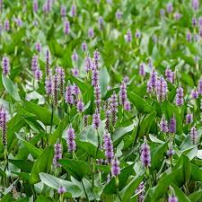 Image result for Pontederia