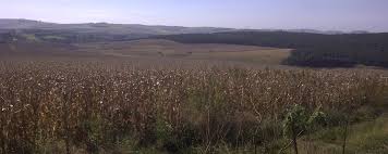 Image result for Zornia punctatissima