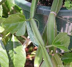 Image result for Cissus quadrangularis