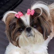 Dog Hair Bows Small Dog Hair Bow 8 Colors Swarovski Crystal Etsy Dog Hair Bows Dog Bows Girl And Dog