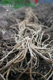 Check spelling or type a new query. An Easy Guide To Planting Asparagus