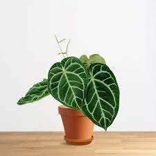 Image result for Araceae