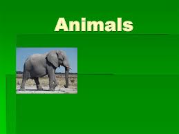 Crossword puzzles are for everyone. Animals Let S Do Some Puzzles And Riddles Online Presentation