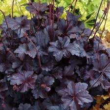 Purpurglockchen Heuchera Obsidian Weiss Pflanzen Purpurglockchen Mehrjahrige Pflanzen