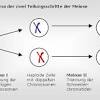 Chromosomensatz / chromosomenzahl körperzellen eines sich sexuell fortpflanzenden organismus besitzen zwei chromosomensätze und werden damit als diploid (2n). 1