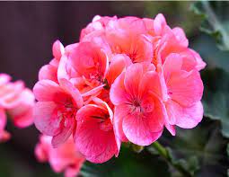 Geranium Si Tanaman Multifungsi Untuk Mengusir Nyamuk Dan Aromaterapi Tanaman Geranium Ide Berkebun