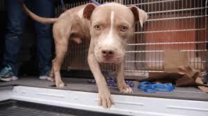 The ahs campus is located at the corner of 10th st. Atlanta Humane Society Needs Donations For Irma Emergency Shelter Atlanta Intown