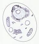 Check spelling or type a new query. Microbiology 101 Cells