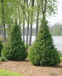 Unlike deciduous trees, evergreen trees maintain their foliage all season long. 15 Best Evergreen Shrubs For Landscaping Garden Design