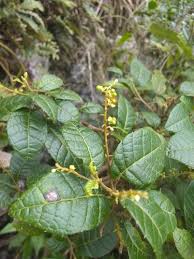 Image result for Allophylus