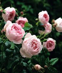 Prince Nuada Tumblr Fragrant Roses David Austin Roses Flowers