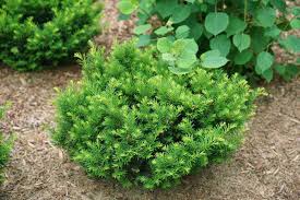 Spring bloomers, like the compact garland spirea, have arching branches covered with white flowers in spring. 15 Best Evergreen Shrubs For Landscaping Garden Design