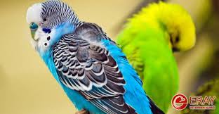 Evcil kuşlarınız insanları ayırt edebilir, böylece sahiplerini tanırlar. Muhabbet Kusunun Cinsiyeti Nasil Anlasilir