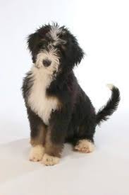 We produce beautiful, quality puppies to join your family. Great Lakes Bernedoodles Bernedoodles