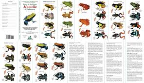 Dart Frog Diary Of A Mad Natural Historian Frog Species