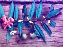 Image result for Xylopia tenuipetala