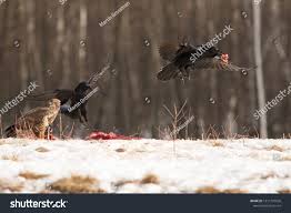 Big Black Bird With Black Beak Flaying Raven Predator On The Prowl Black Bird With A Big Beak Wildlife Scene From Nature Winter Background Flying P In 2020 Winter Background Black Bird Habitats