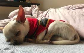 Awww Beautiful Chihuahua Cute Chihuahua Cute Animals Dog Lovers