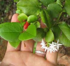 Image result for Carissa bispinosa