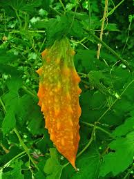 Image result for Momordica charantia