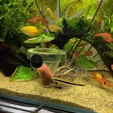 Feeding Time The Community Of My Freshwater Tank Video Tropical Fish Aquarium Fresh Water Fish Tank Cichlid Aquarium