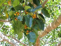Image result for Ficus lutea