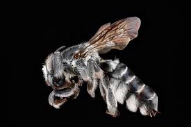 Check spelling or type a new query. How To Identify Different Types Of Bees