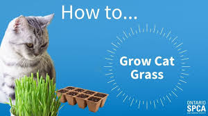 This way they don't need to go outside for grazing, where the grass may be treated with pesticides and growing wheat grass for the cats (and dogs). How To Grow Cat Grass Indoors Ontario Spca And Humane Society