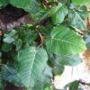 Image result for Ficus trichopoda