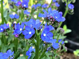 Image result for Anchusa capensis