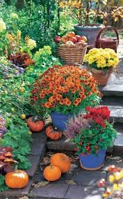 Terrasse Herbstlich Dekorieren Pflanzen Alpenveilchen Garten