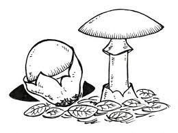Los hongos se dividen en variedades comestibles y no comestibles. Las Setas