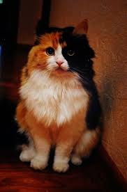 Beautiful Long Hair Calico Cat Cute Cats Pretty Cats Cats