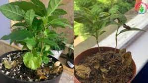 Coffea species are shrubs or small trees native to tropical and southern africa and tropical asia.the seeds of some species, called coffee beans, are used to flavor various beverages and products. 10 Causes Of Coffee Plant Dropping Leaves And Solutions Garden For Indoor