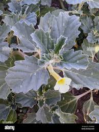 Image result for Pedalium