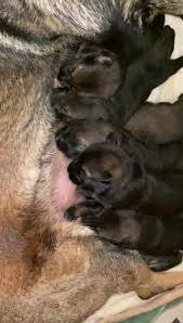 Puppy pile up! Have a great day!! Nina/Gato puppies are now 6 days old and  thriving!!