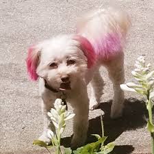 TOP 10 BEST Dog Grooming near Alamo, IN