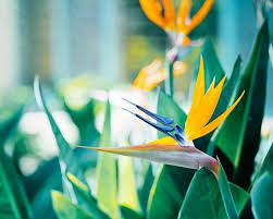 Bird Of Paradise Plant For Sale Near Me Bird Of Paradise Bloom Paradise Photography Birds Of Paradise Hawaii Wall Art