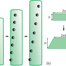Most of the soluble reserves of organic molecules, sugars, organic. Pdf Biomechanics Of Plant Cell Growth