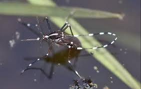 Abc termite & pest control is a locally owned and operated company specializing in residential and commercial pest control. A Altair Termite Pest Control Inc Aaltairtermitep Profile Pinterest